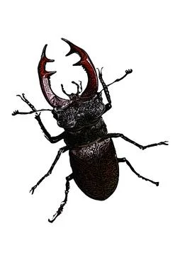 Stag beetle vector illustration Stock Illustration