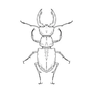 Stag beetle. Vector illustration. Isolated object on white. Hand-drawn style. Stock Illustration
