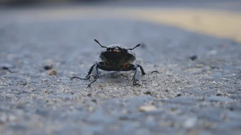 A stag beetle  is walking along the road. Stock Footage 78501010