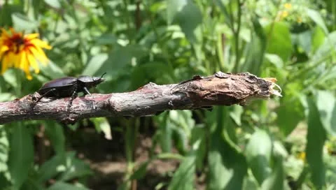 Stag Beetle walking on and under a stick, Lucanus cervus Stock-Footage 11359555
