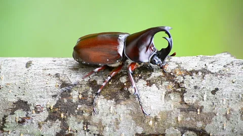 Stag beetle walking on branch Stock Footage 35360086