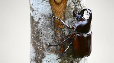 Stag beetle walking on branch Stock Footage 35405012