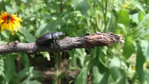 Stag Beetle walking on a branch, Lucanus cervus Video stock 11359816