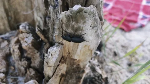 Stag beetle walks on a tree Stock Footage 134483042