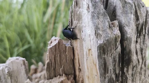 Stag beetle walks on a tree Stock Footage 134483048