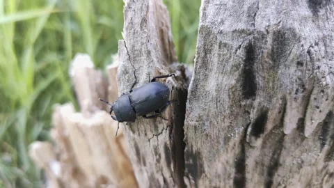 Stag beetle walks on a tree Stock Footage 134483057