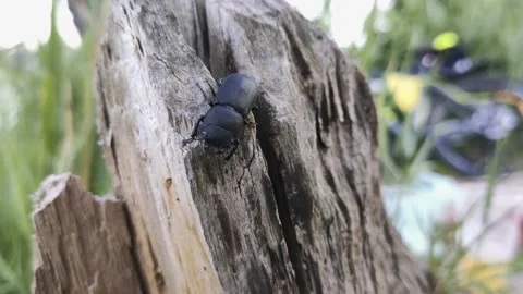 Stag beetle walks on a tree Stock Footage 134483064