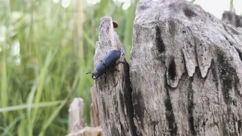 Stag beetle walks on a tree Stock Footage 134483066