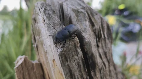 Stag beetle walks on a tree Stock Footage 134483070
