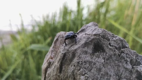 Stag beetle walks on a tree Stock Footage 134483081