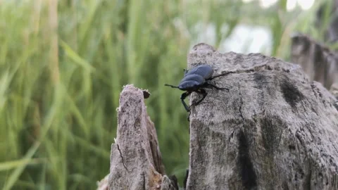 Stag beetle walks on a tree Stock Footage 134483084