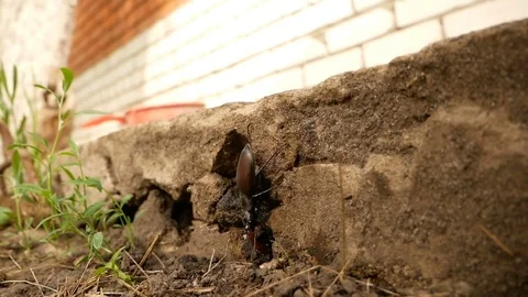 Stag beetle on a wall Stock Footage 77766479