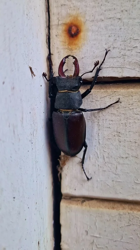 Stag Beetle on Wall in Static Vertical Close-Up - France Stock Footage 312623680