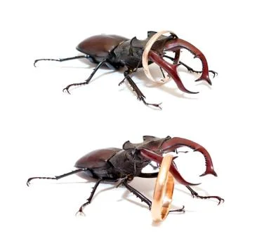 Stag beetle with a wedding ring Stock Photos