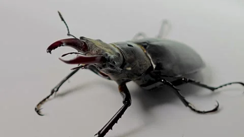 Stag beetle on a white background Stock Footage 278519285