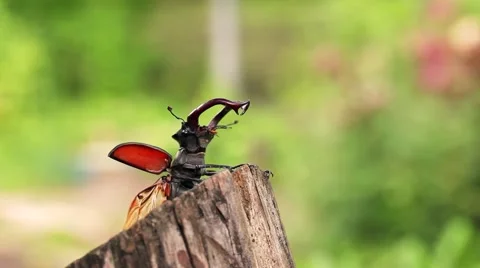 Stag beetle wings opened sitting on the edge of the timber. Stock Footage 64271516