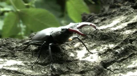 Stag Beetle,attack Stock Footage 11267494