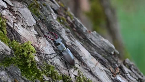 Stag Beetles climbing a tree ( Lucanus Cervus ) Video stock 311307008
