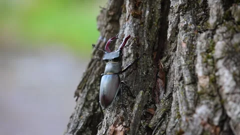 Stag Beetles climbing a tree ( Lucanus Cervus ) video 2 Video stock 311308137