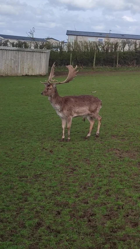 Stag checking out his surroundings Vidéo 336462114