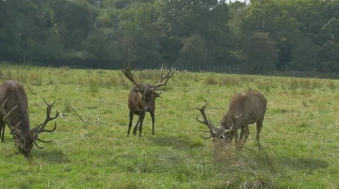 Stag deer fighting slow motion Stock Footage 43252690
