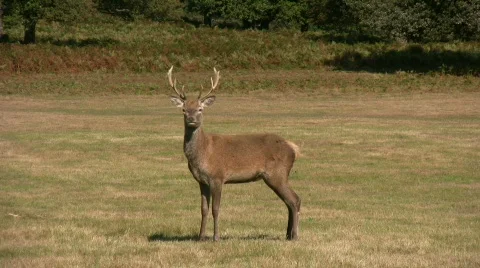 Stag Deer Stock Footage 536964