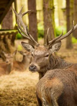 Stag deer in the forest Foto stock