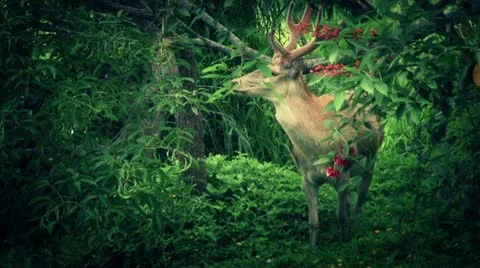 Stag Deer in Forest Setting Looks toward Camera - Slow Motion Stock Footage