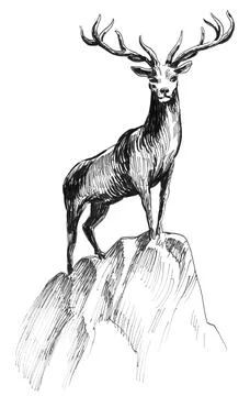 Stag deer Stock Illustration