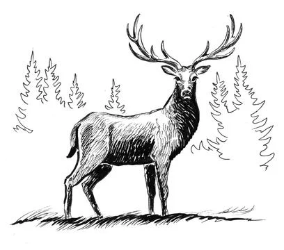 Stag deer Illustrazione stock