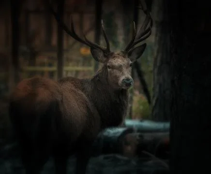 Stag deer looking back in the dark forest Stock Photos