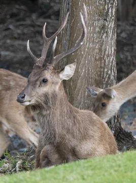 Stag deer lying down on grass in Mauritius Foto stock