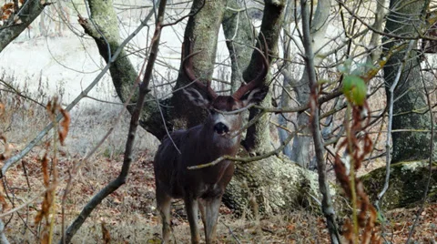 Stag in the forest Stock Footage 32968860