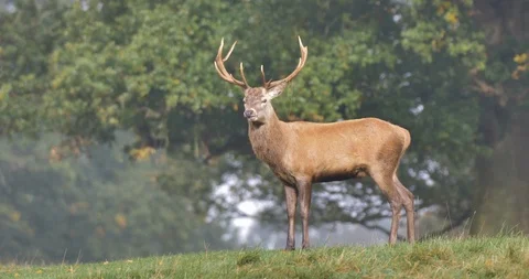 A stag in the forest Stock Footage 119793958