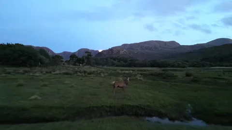 Stag in glen Stock Footage 252201212