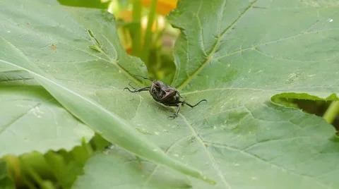 Stag in the grass Stock Footage 51557453