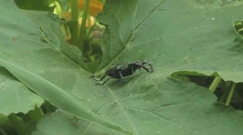 Stag in the grass Stock-Footage 51557461