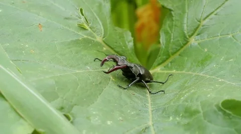 Stag in the grass Stock-Footage 51557491