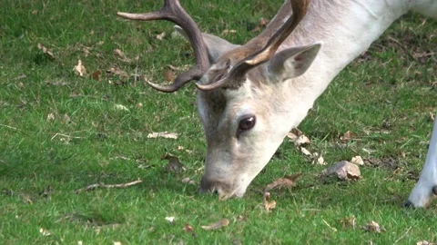 Stag Grazing Close Up Vídeo Stock 139475802