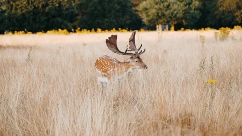Stag grazing in field Stock Footage 97929342