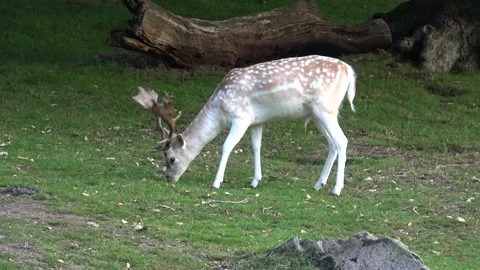 Stag Grazing Vídeo Stock 139477319