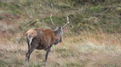 Stag grazing in a mountain valley Stock Footage 44334773