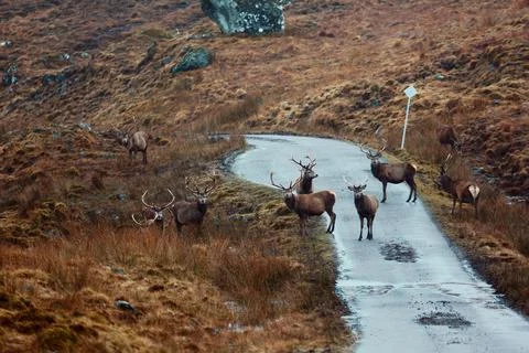 Stag herd on the road Stock Photos