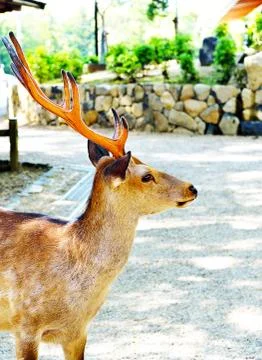 Stag with horns Stock Photos