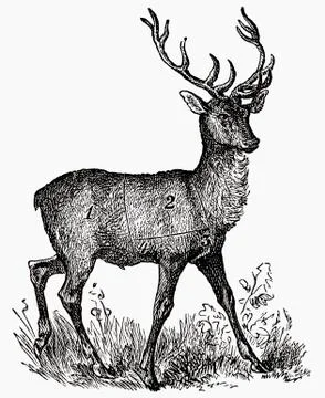 Stag (illustration) Illustrazione stock