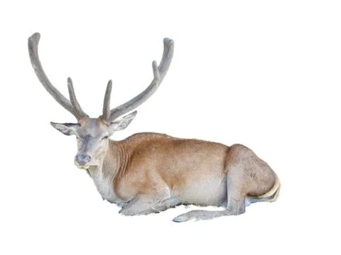 Stag isolated on white background Foto stock