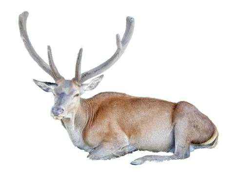 Stag isolated on white background Фото