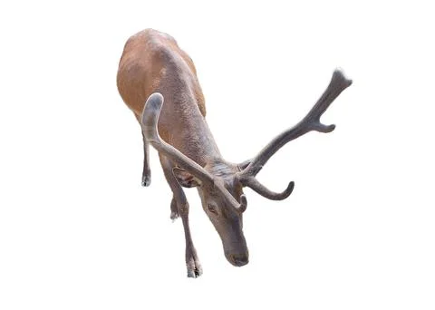 Stag isolated on white background Fotos de archivo