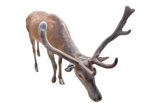 Stag isolated on white background 写真素材
