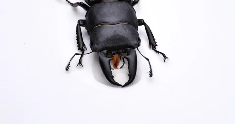 The stag licks the sap. Video stock 105795486